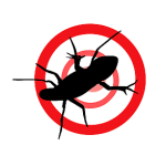 Effective spider extermination in Dubai